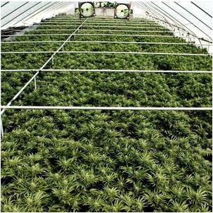 Cannabis Manufacturing