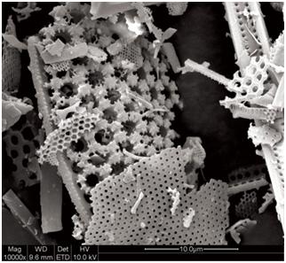 Diatomaceous Earth