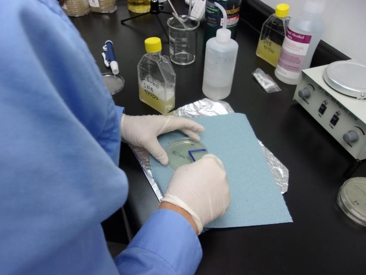 A person in a blue lab coat and white gloves is working with a petri dish and laboratory equipment on a black countertop, conducting microbiology testing services.