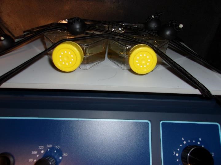 Incubator containing two culture flasks with yellow perforated caps and black cords are placed on top of a rotary shaker with blue dials and a control panel, commonly used in microbiology testing services.