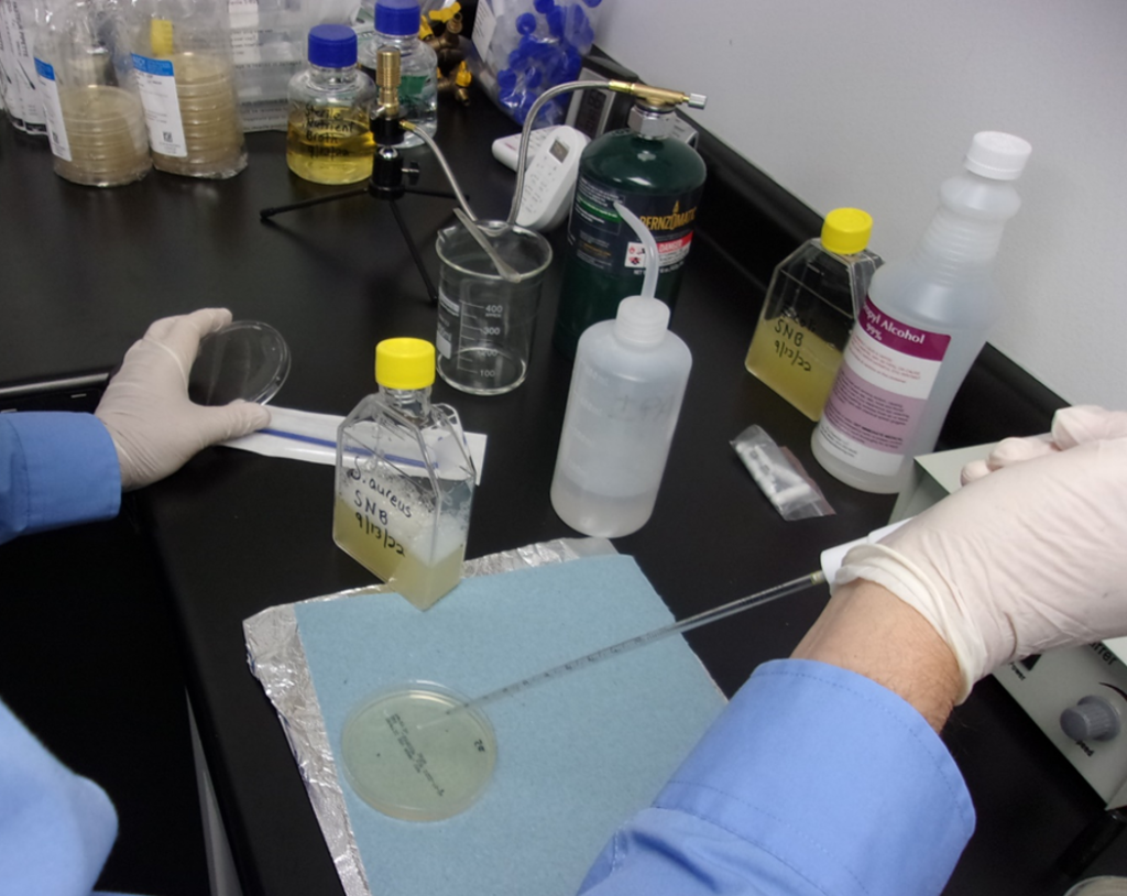 A microbiologist in blue gloves inoculates a petri dish with S. aureas microbe using a pipette in a laboratory setting with various bottles and lab equipment.