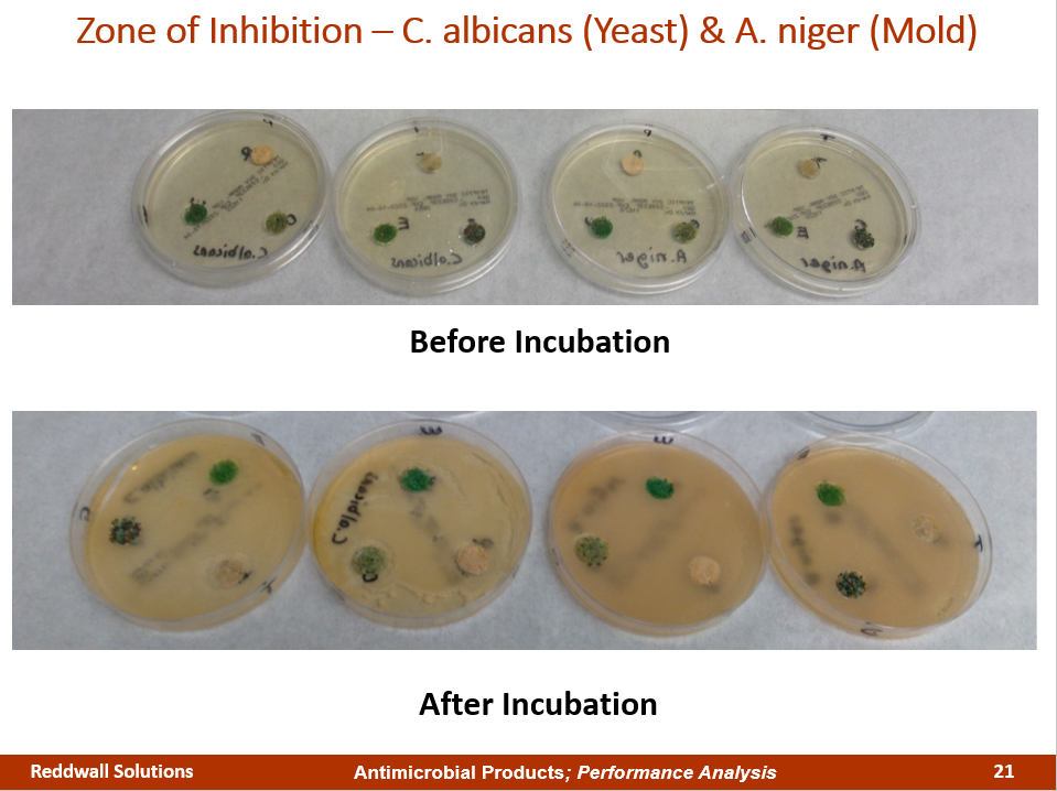 Petri dishes showing zones of inhibition for C. albicans and A. niger, before and after incubation, provide clear results from quantitative performance testing of antimicrobial treatments. Differences in fungal growth and inhibition are visible in the two rows of dishes.