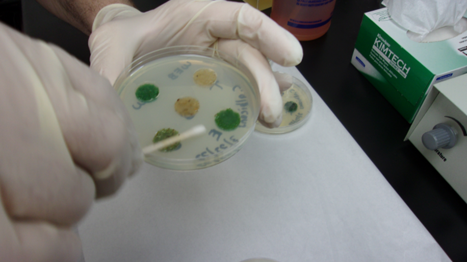 A gloved hand holds a petri dish containing colored colonies. A swab is in contact with one of the colonies. Laboratory equipment and a petri dish lid are visible in the background.